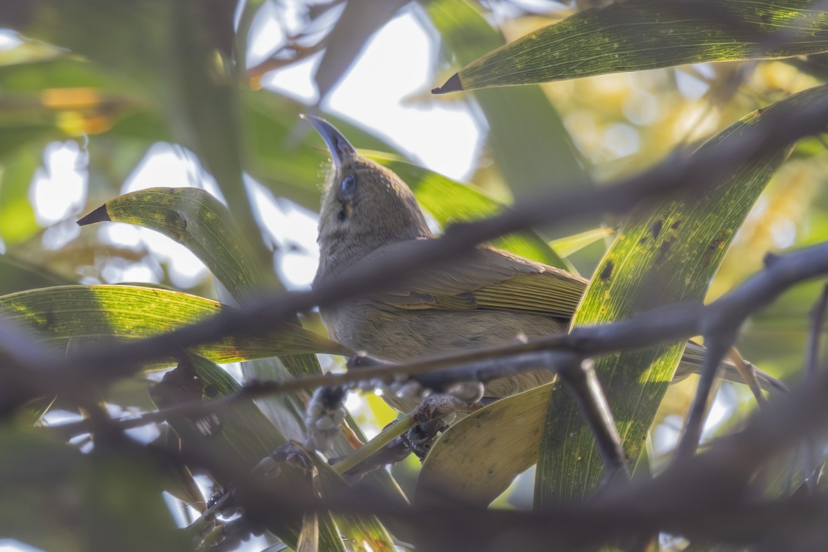Brown Honeyeater - ML644789903