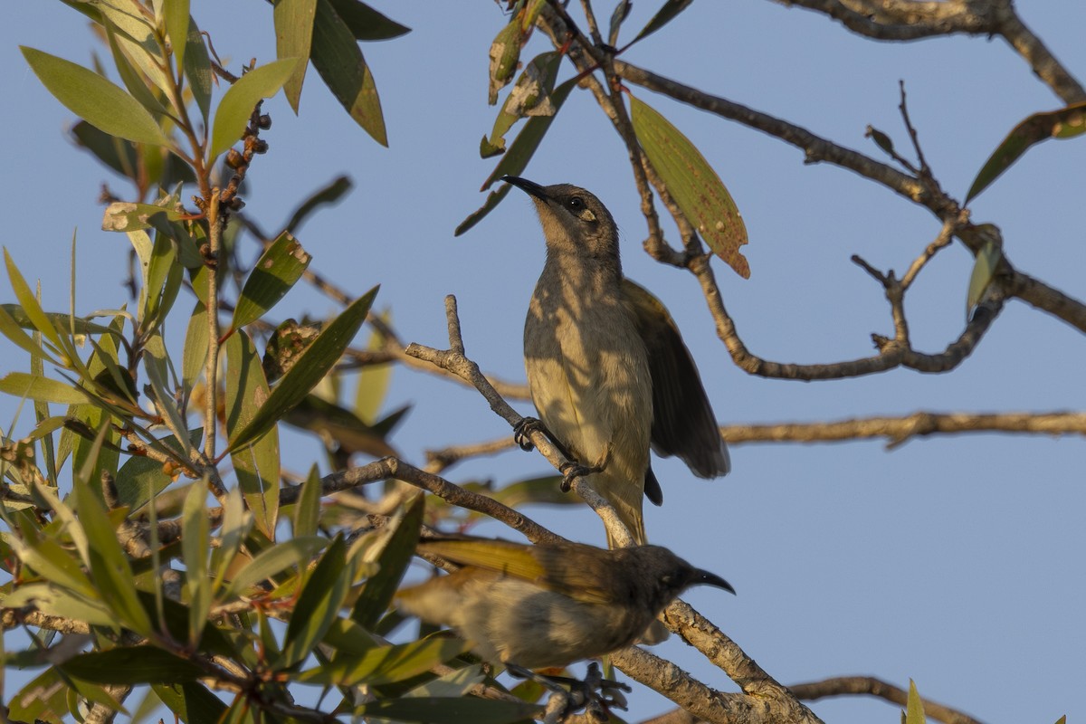 Brown Honeyeater - ML644789904