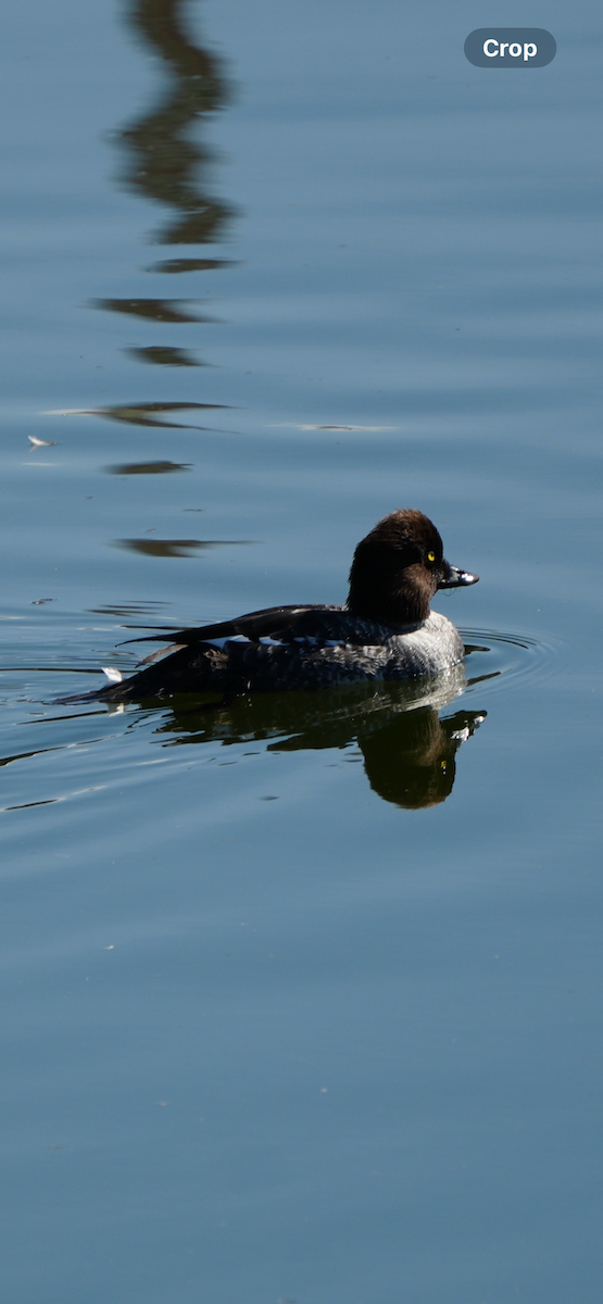 Common Goldeneye - ML644789916