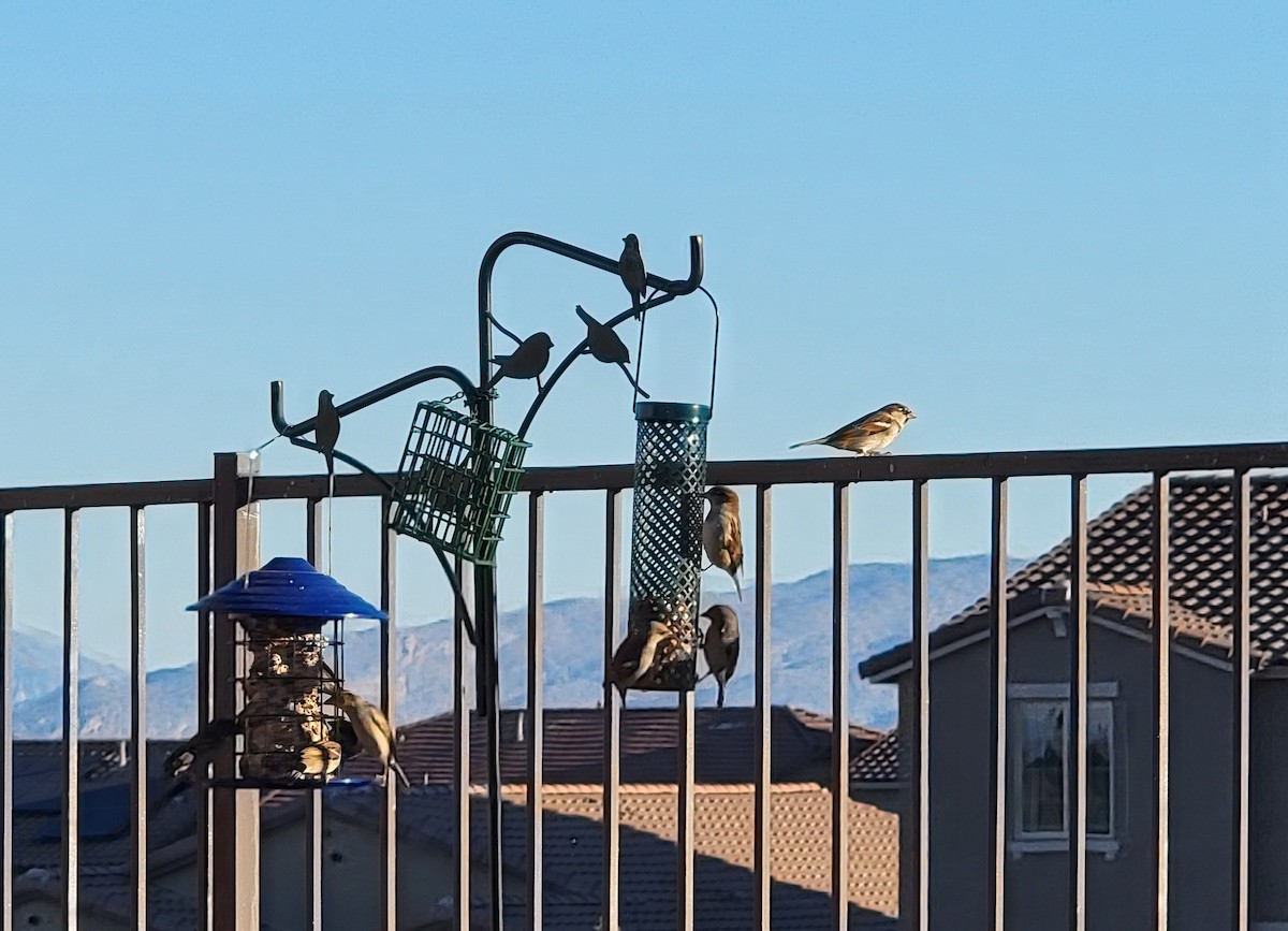 家麻雀 - ML644789933