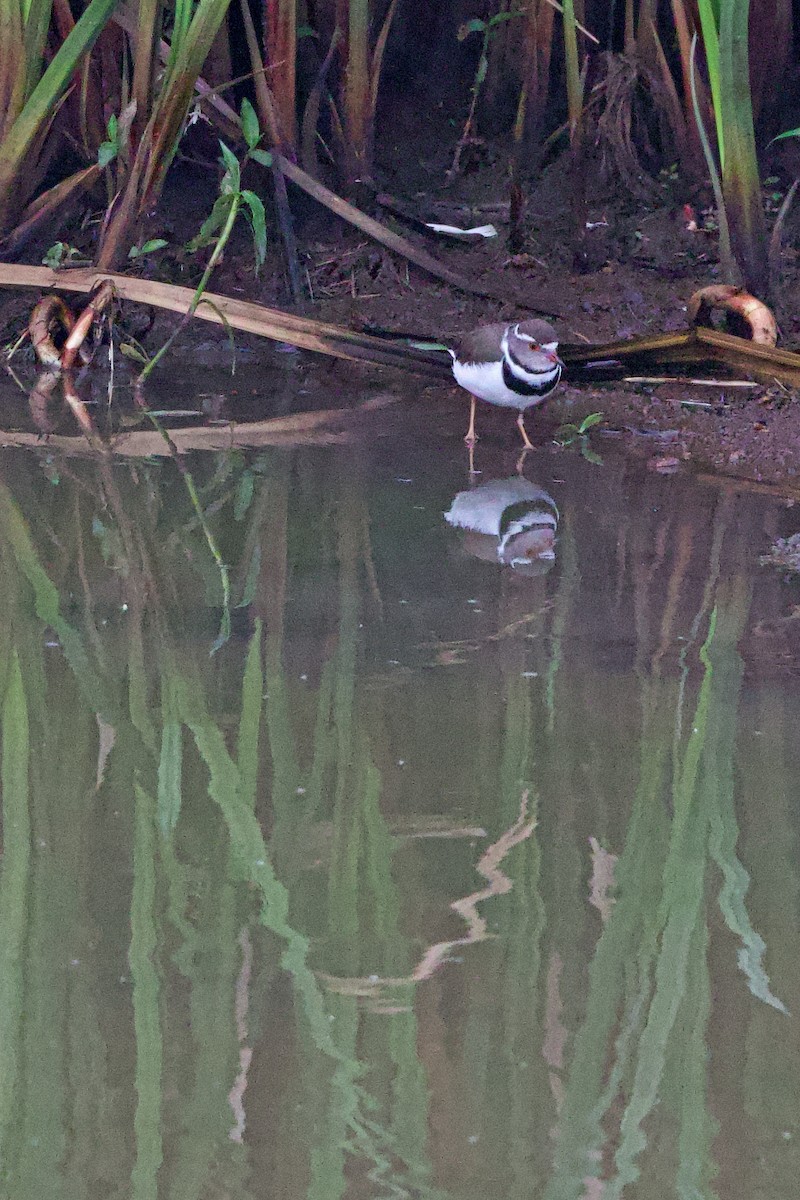 Dreiband-Regenpfeifer - ML644789935