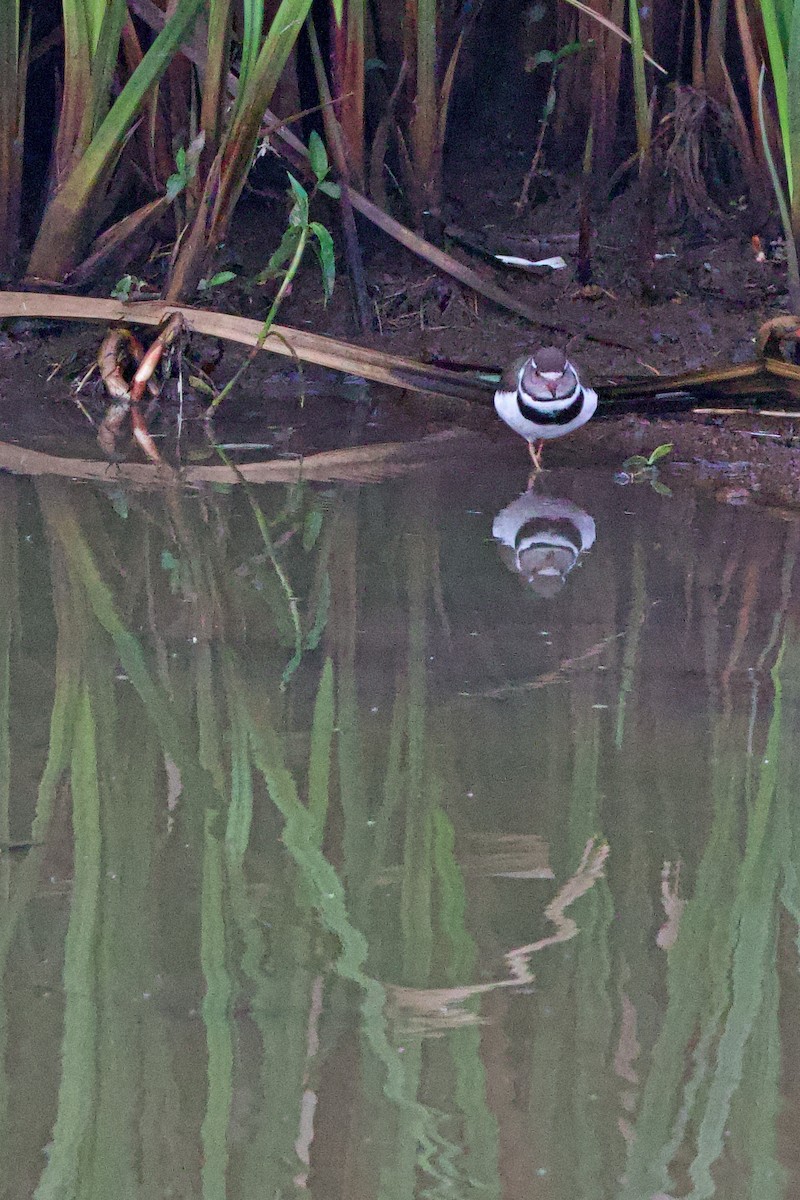 Dreiband-Regenpfeifer - ML644789936