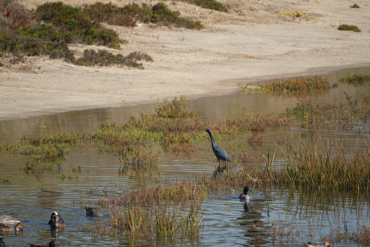 Little Blue Heron - ML644789938