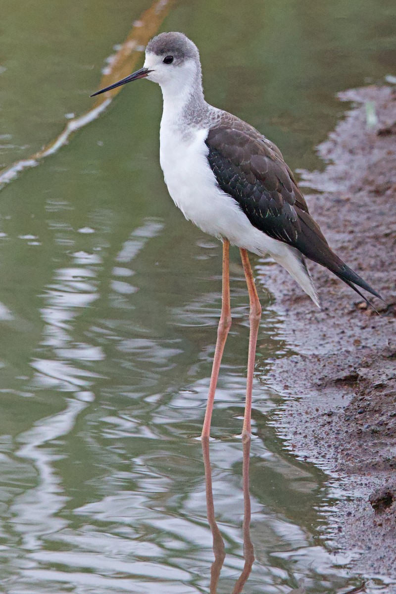 Black-winged Stilt - ML644789946