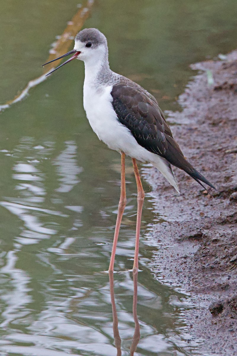 Black-winged Stilt - ML644789947
