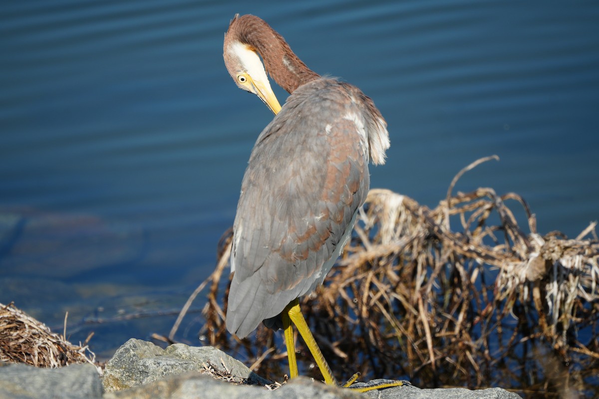 Tricolored Heron - ML644789948