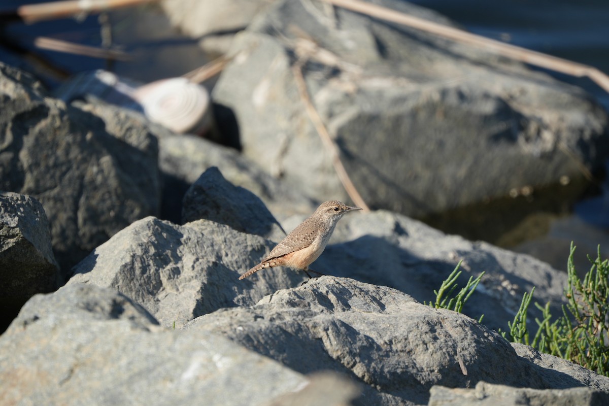 Rock Wren - ML644789955