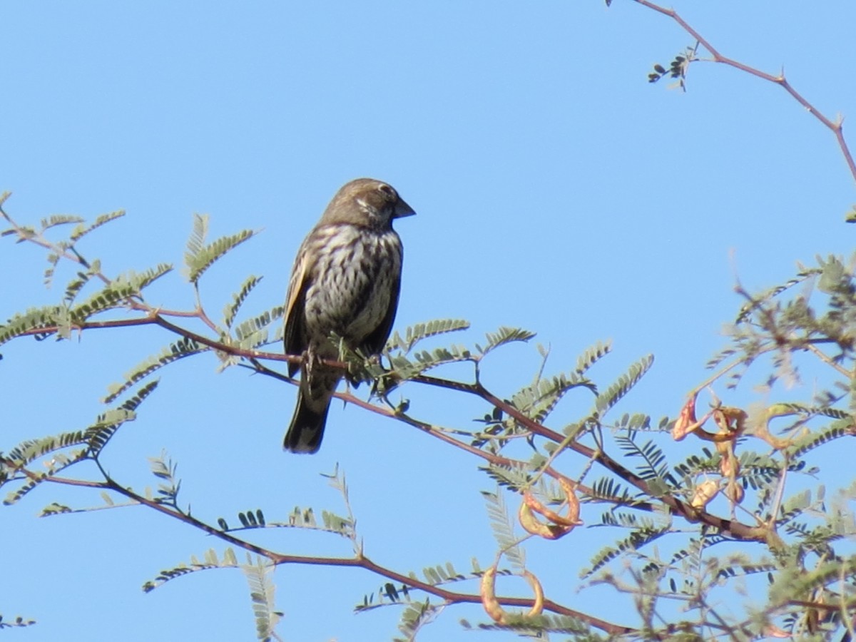 Prärieammer - ML644789999