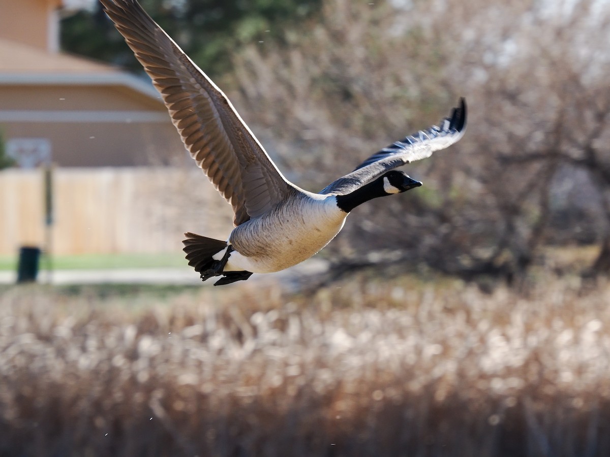 Branta kanadar handia - ML644790015