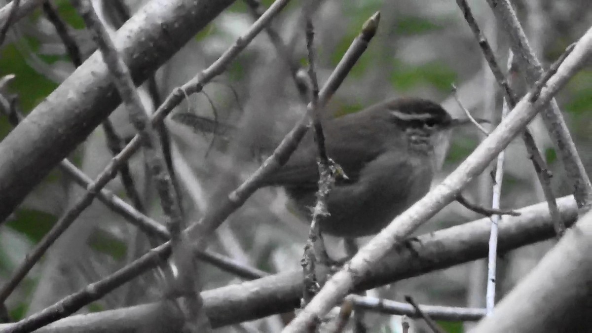 Bewick's Wren - ML644790017
