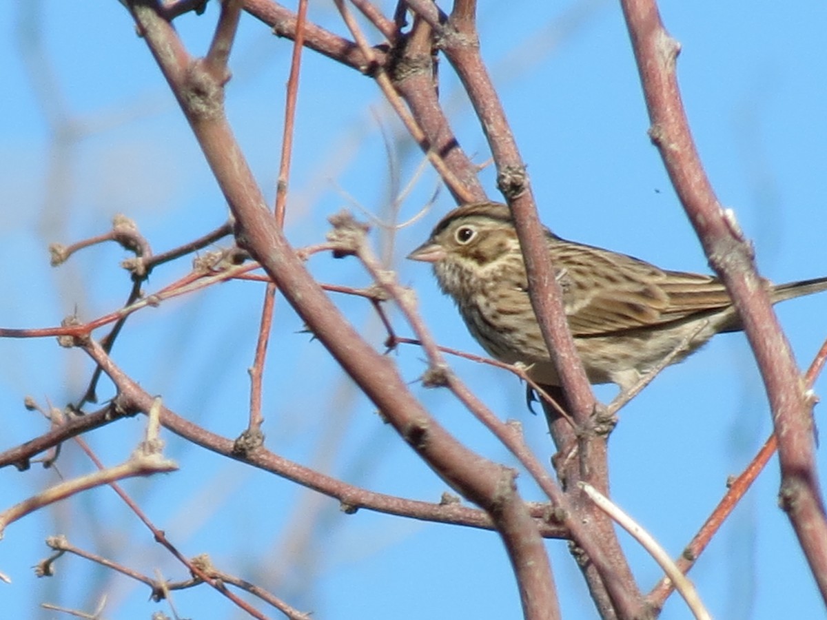 Vesper Sparrow - ML644790042