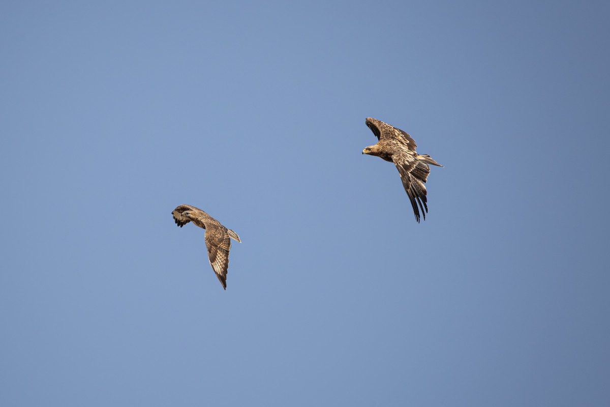 Upland Buzzard - ML644790043