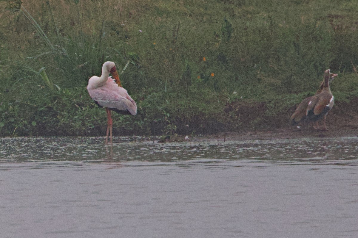 nesyt africký - ML644790050