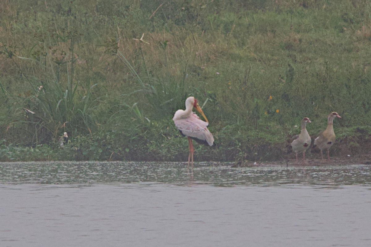 nesyt africký - ML644790051