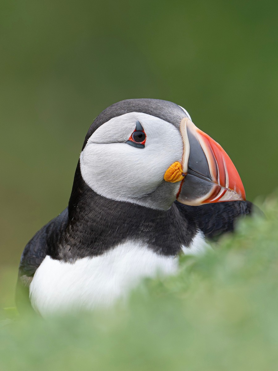 Atlantic Puffin - ML644790080