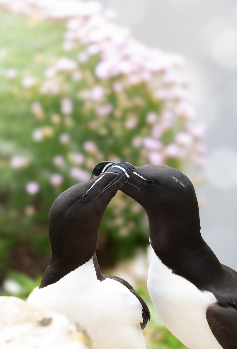 Razorbill - ML644790084