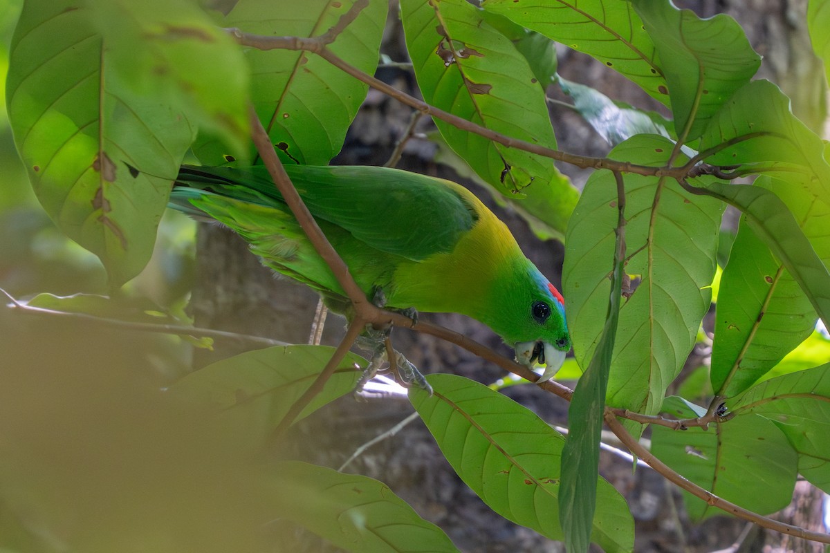 Palette de Cassin - ML644790106