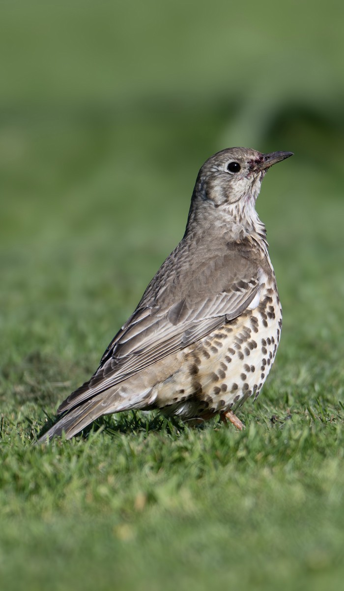 槲鶇 - ML644790118