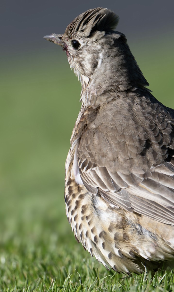 槲鶇 - ML644790119