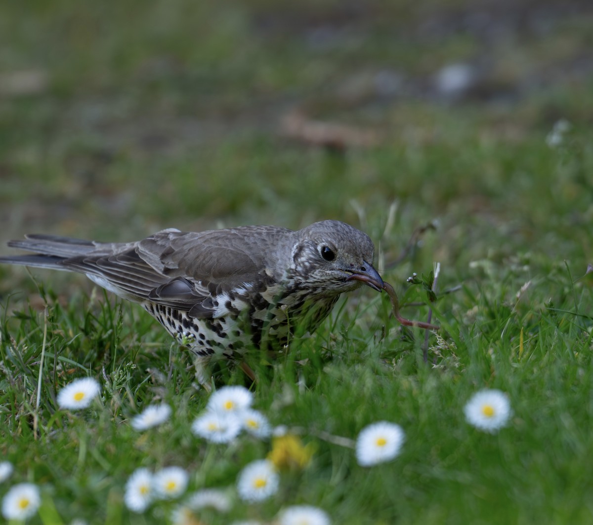 槲鶇 - ML644790120