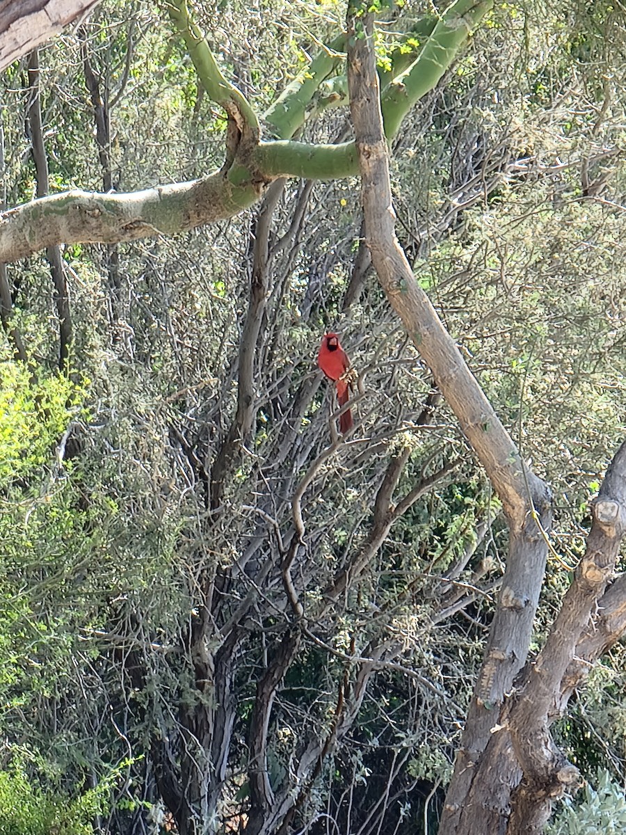 Northern Cardinal - ML644790133
