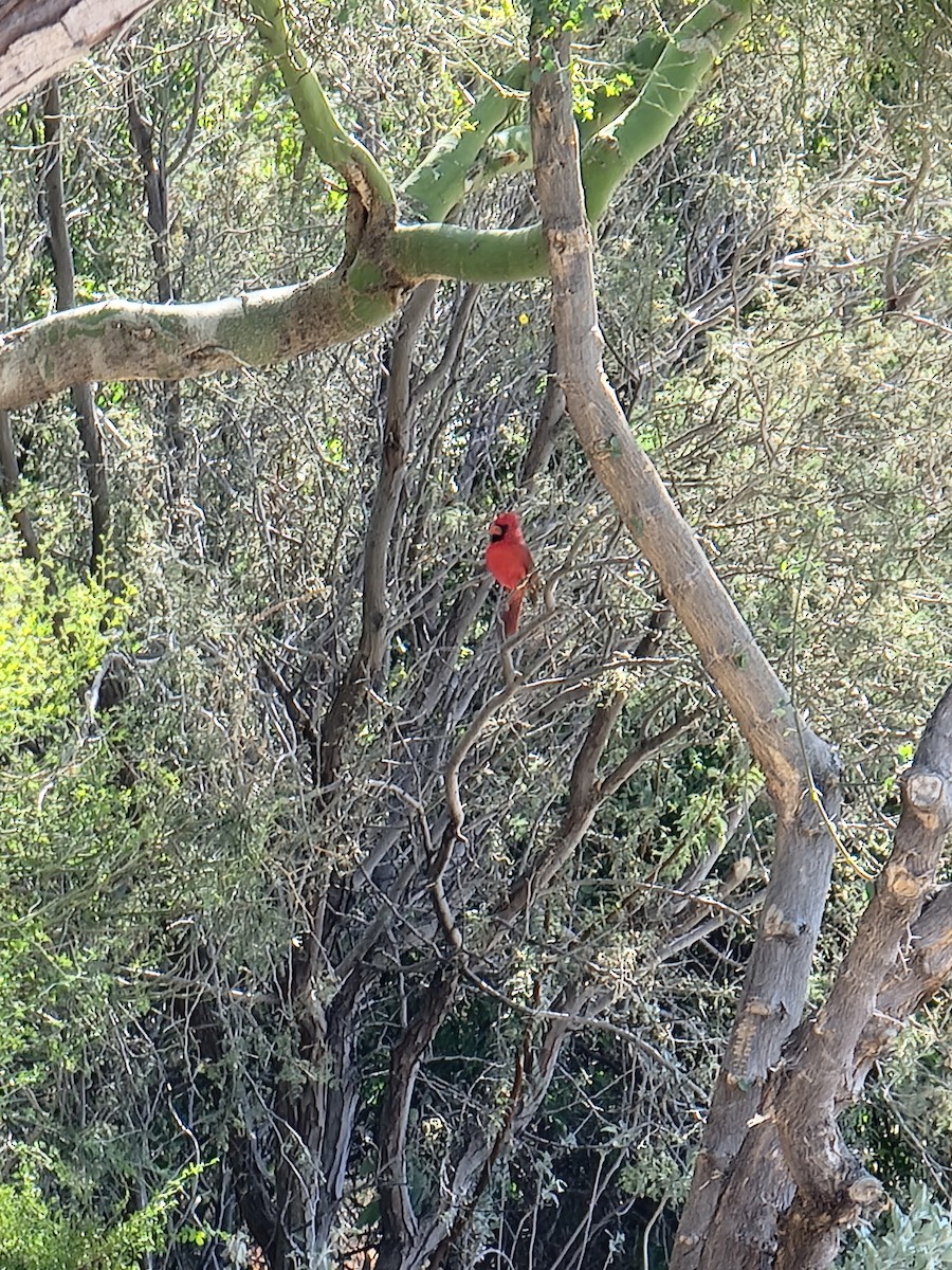 Northern Cardinal - ML644790134