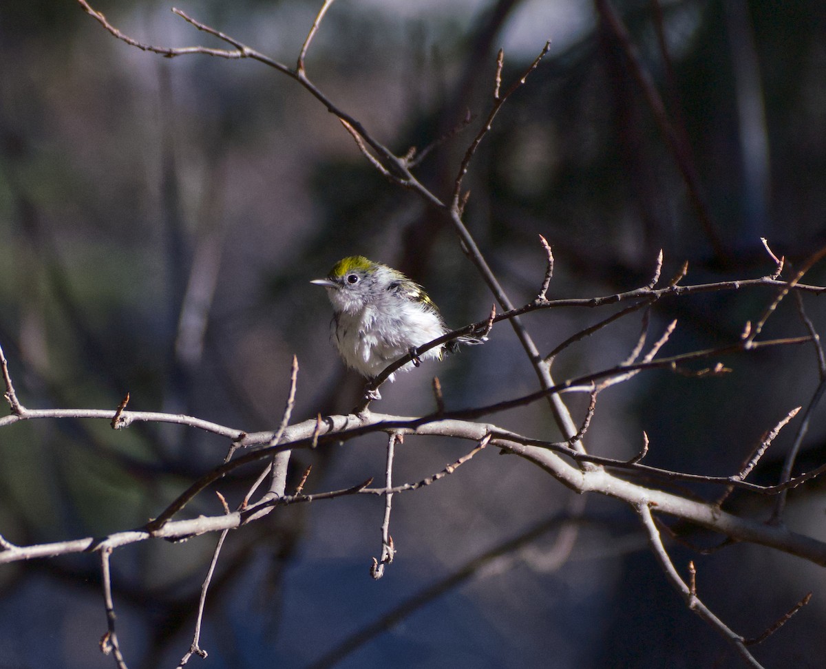 Пісняр-лісовик рудобокий - ML644790135