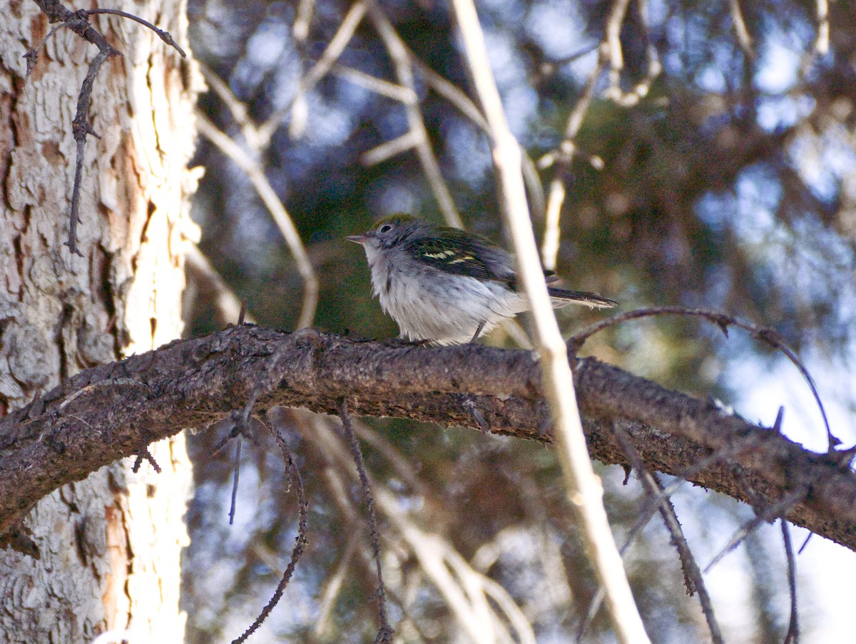 Пісняр-лісовик рудобокий - ML644790136