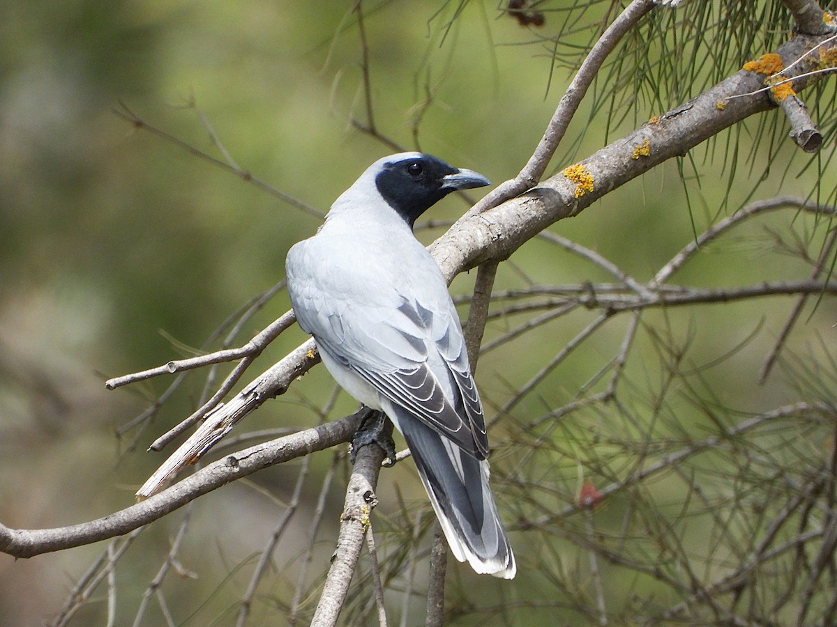 Black-faced Cuckooshrike - ML644790140