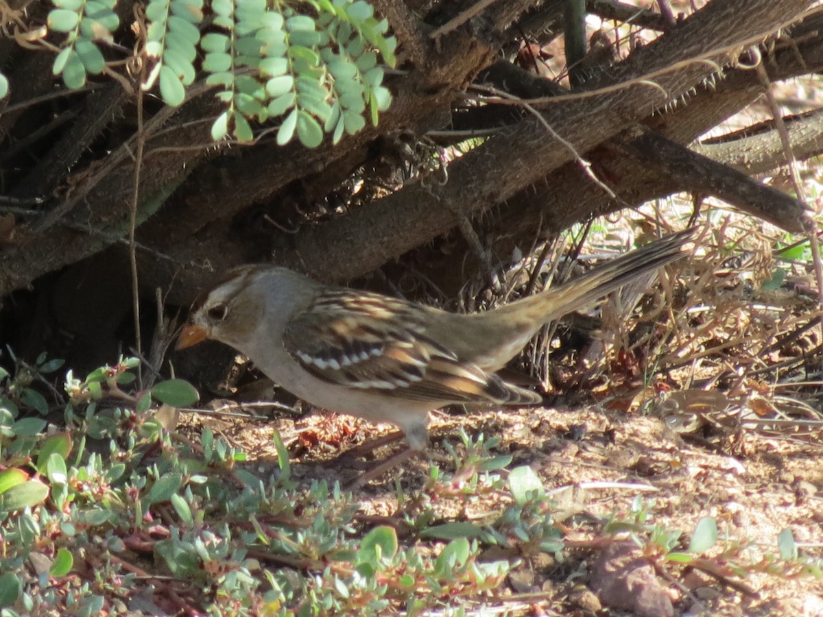 White-crowned Sparrow (Gambel's) - ML644790150