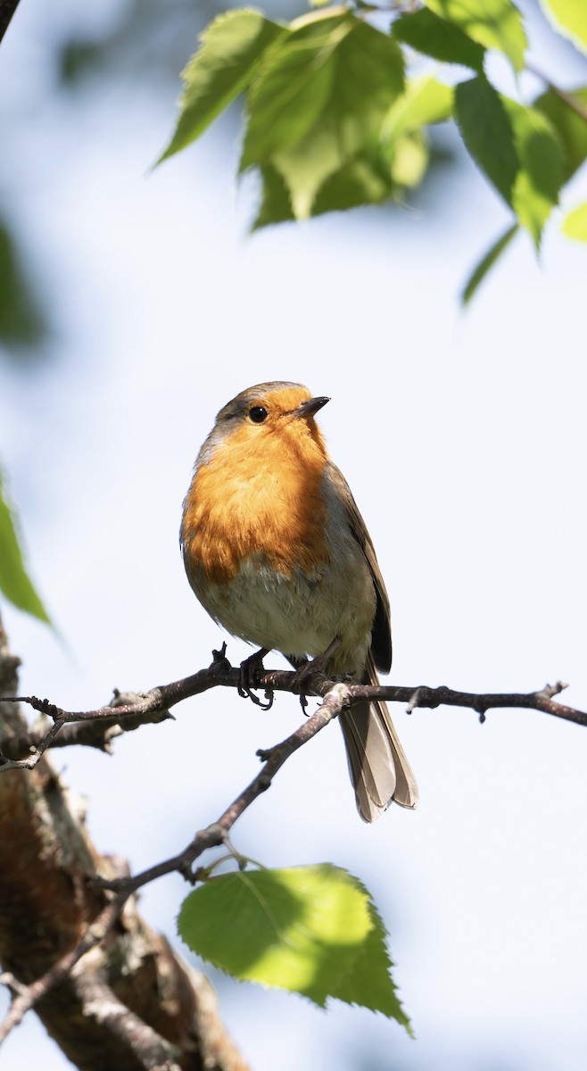 European Robin - ML644790169