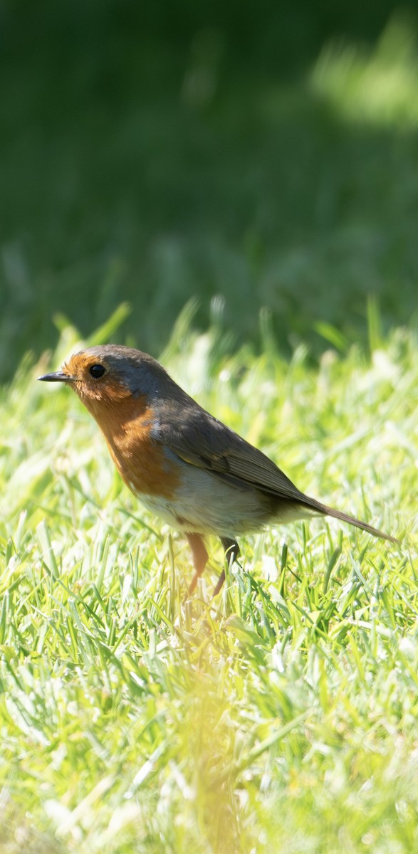 European Robin - ML644790170