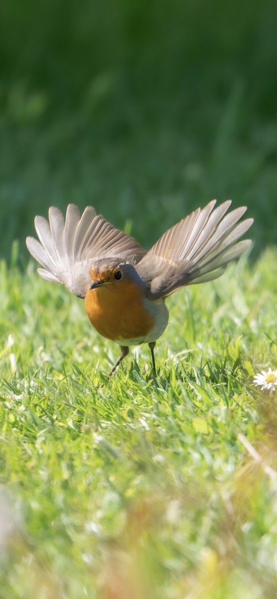 European Robin - ML644790171