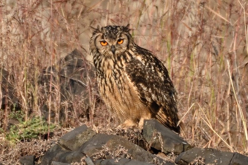 Rock Eagle-Owl - ML644790190
