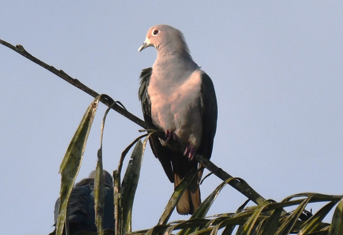 Green Imperial-Pigeon - ML644790196