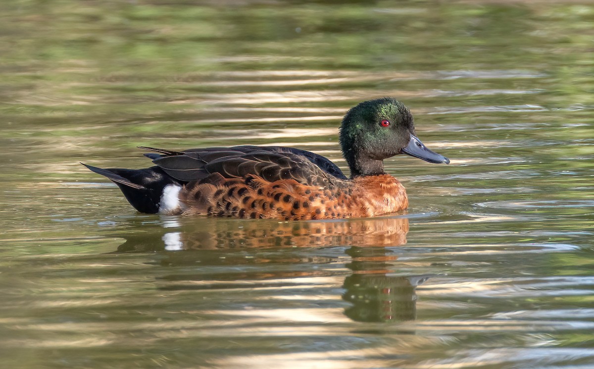 Chestnut Teal - ML644790199
