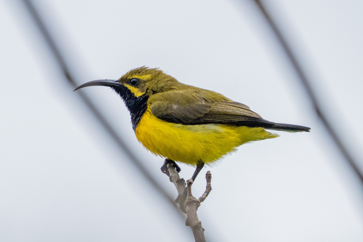 Sahul Sunbird - ML644790207