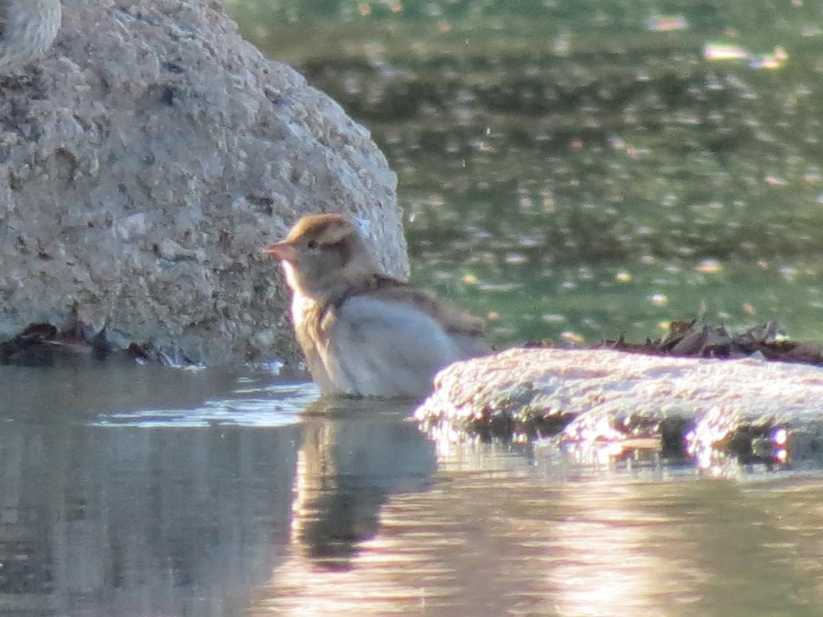 家麻雀 - ML644790223