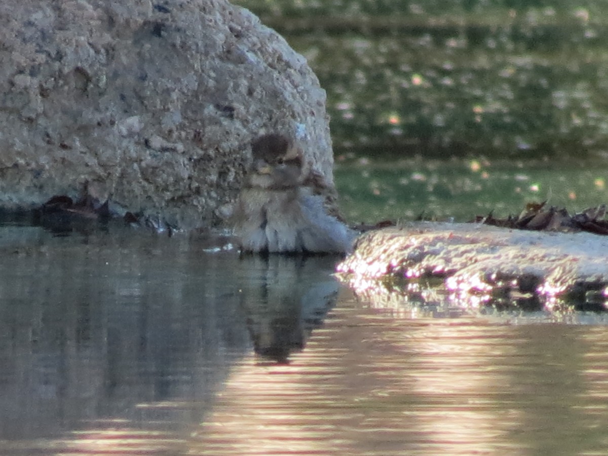 家麻雀 - ML644790224