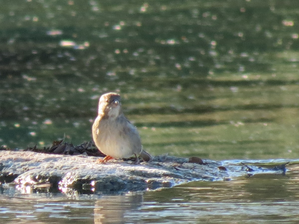 家麻雀 - ML644790227