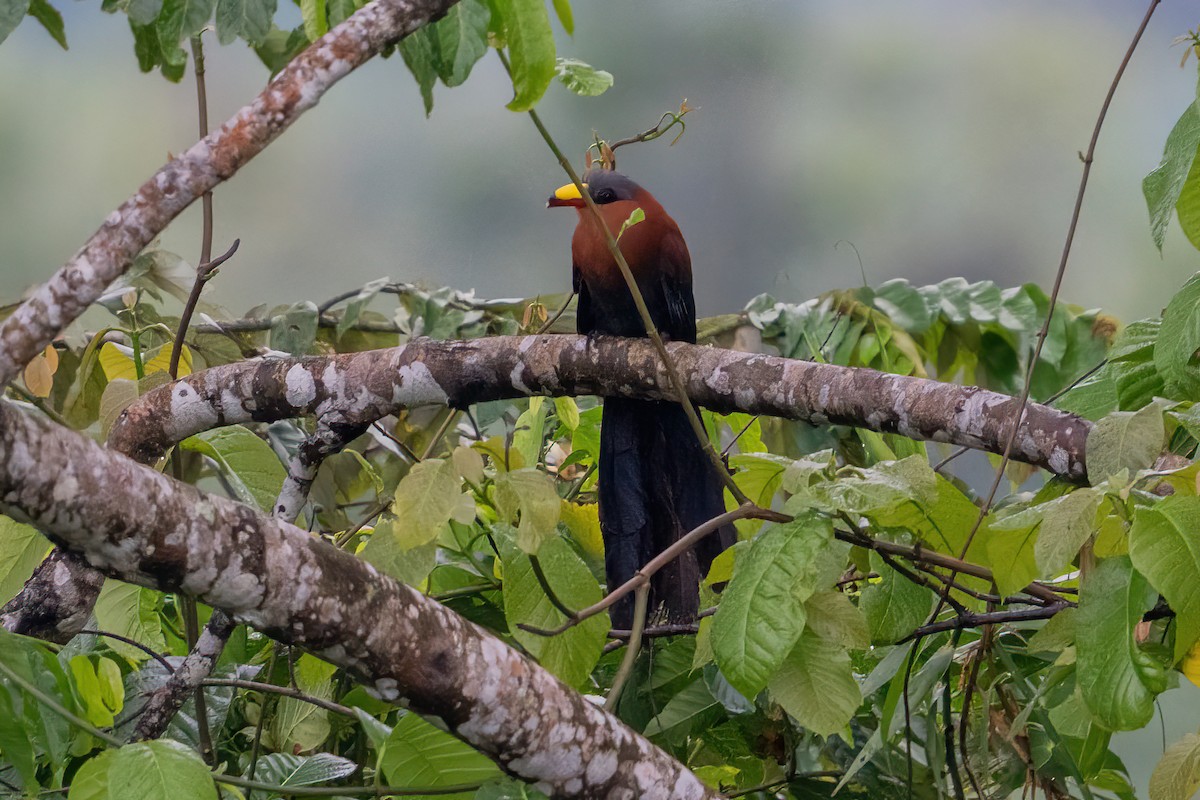Yellow-billed Malkoha - ML644790235