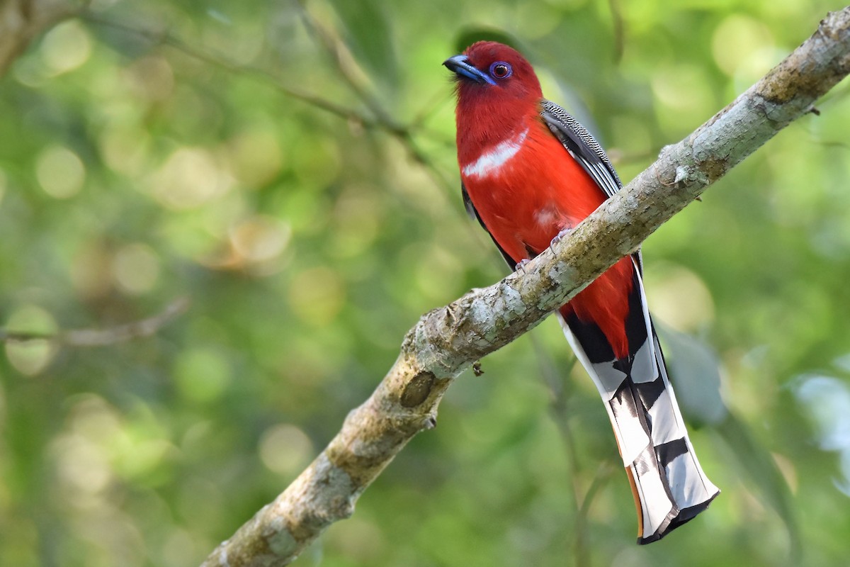 Red-headed Trogon - ML644790243