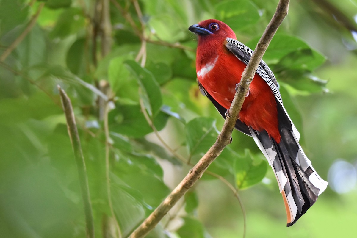 Red-headed Trogon - ML644790244