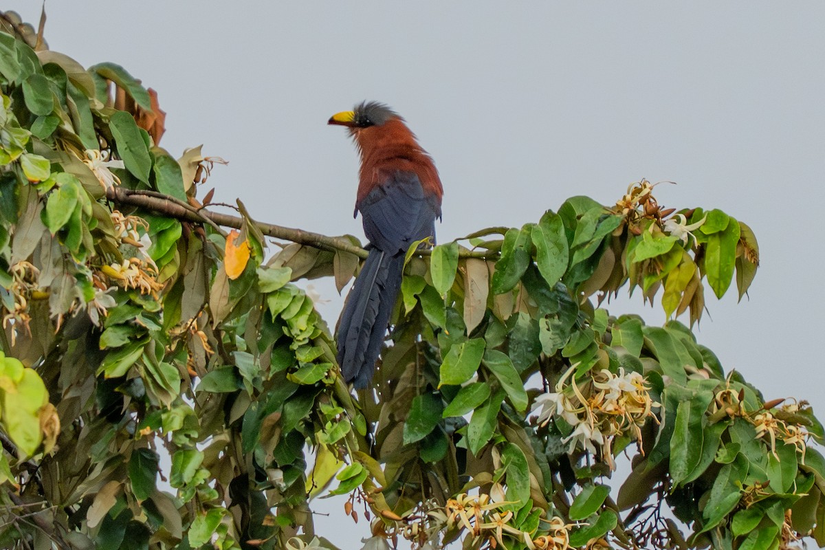 Yellow-billed Malkoha - ML644790248