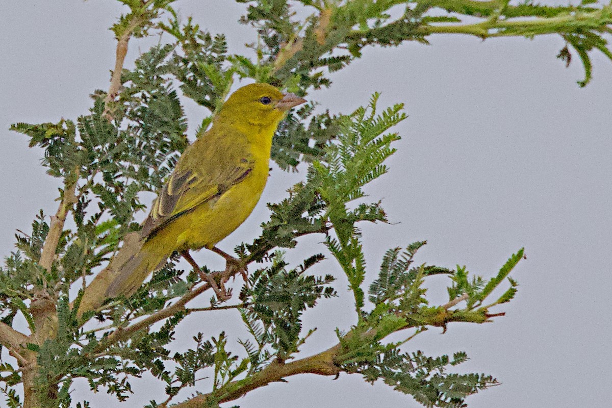 Holub's Golden-Weaver - ML644790256