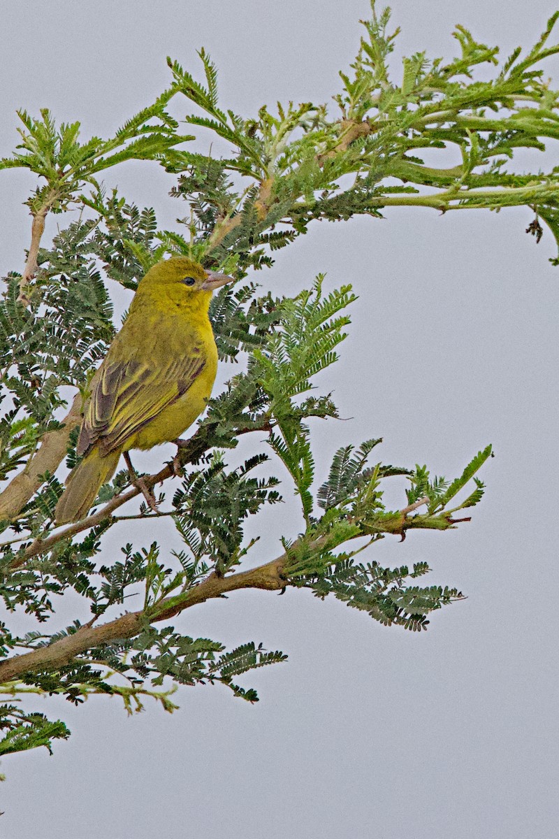 Holub's Golden-Weaver - ML644790258