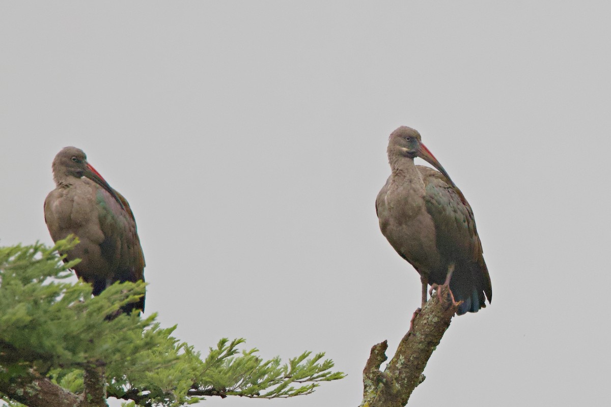 Хагедаш - ML644790261