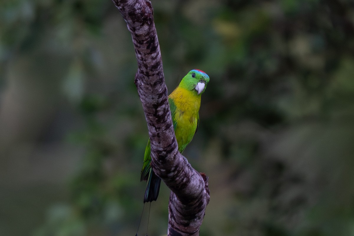 Palette de Cassin - ML644790266