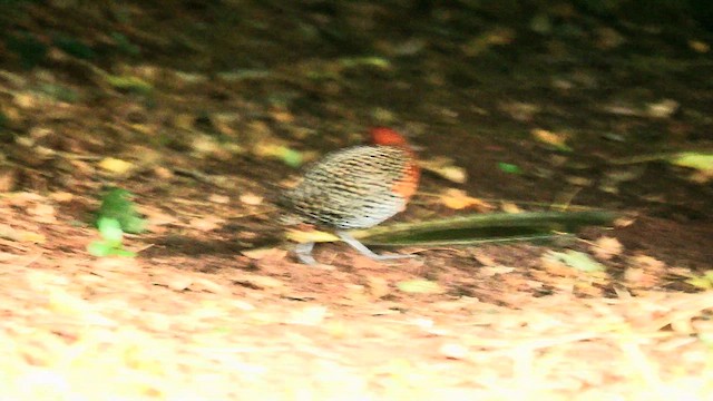 Buff-spotted Flufftail - ML644790268
