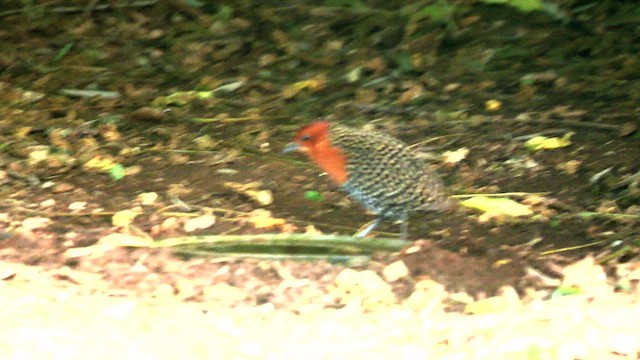 Buff-spotted Flufftail - ML644790272
